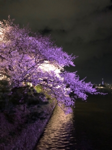 桜1.jfif