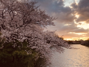 桜.jfif